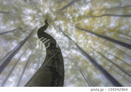 Twisted tree trunk in foggy forest setting 139342964