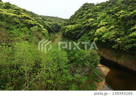 新緑のやんばる 沖縄県国頭村 新緑のやんばる 沖縄県国頭村 139343205