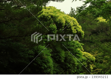 新緑のやんばる 沖縄県国頭村 新緑のやんばる 沖縄県国頭村 139343211