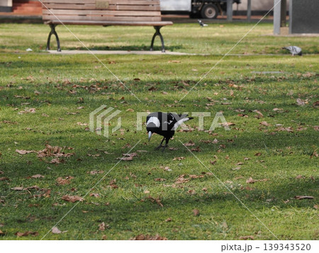 公園の芝地に佇むマグパイの落ち着いた姿 139343520
