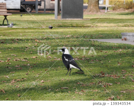 公園の芝地に佇むマグパイの穏やかな姿 公園の芝地に佇むマグパイの穏やかな姿 139343534