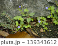 ウリクサ 139343612