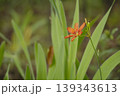 ヒオウギ 139343613