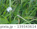 サギソウ 139343614