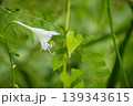 ミズギボウシ 139343615