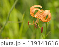 鬼百合 139343616