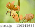 鬼百合 139343635