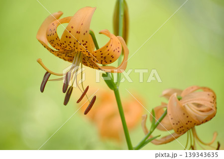 鬼百合 鬼百合 139343635