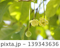 サネカズラ 139343636