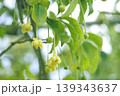 サネカズラ 139343637