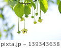 サネカズラ 139343638