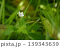 ゲンノショウコ 139343639