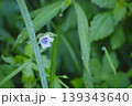 ゲンノショウコ 139343640