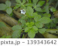 ゲンノショウコ 139343642