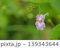 エンシュウツリフネソウ 139343644