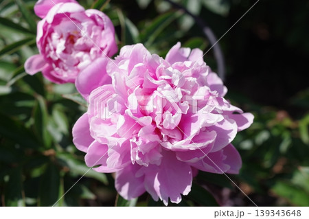 満開のピンクの芍薬の花 満開のピンクの芍薬の花 139343648