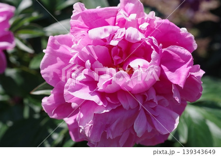 濃いピンクの芍薬の花、満開 濃いピンクの芍薬の花、満開 139343649