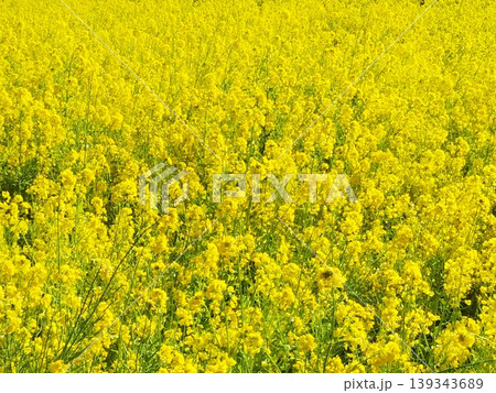 菜の花 菜の花 139343689
