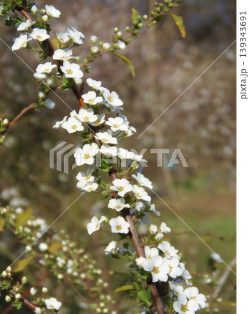 白い花 白い花 139343691