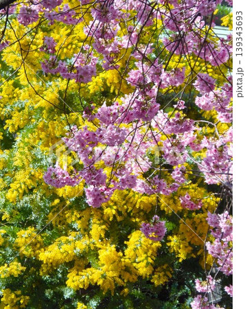 桜とミモザ 桜とミモザ 139343693