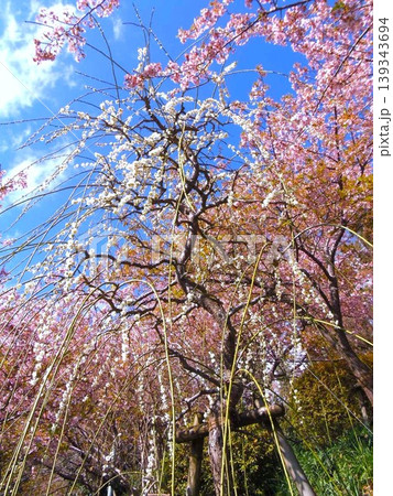 梅と桜 139343694