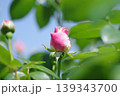 バラのつぼみ 139343700