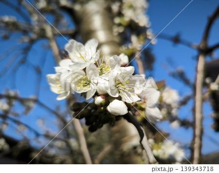 White cherry blossoms against the azure sky 139343718