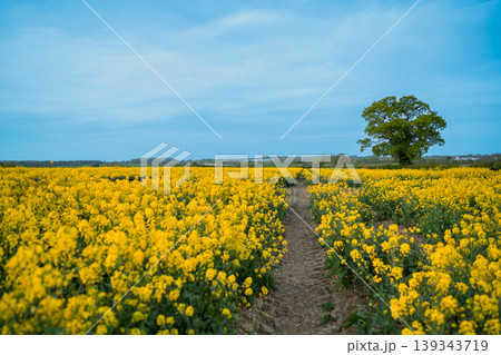 Path leading through blooming yellow rapeseed field with lone tree under blue sky, spring agricultural landscape for farming, rural nature and sustainability concepts Path leading through blooming yellow rapeseed field with lone tree under blue sky, spring agricultural landscape for farming, rural nature and sustainability concepts 139343719