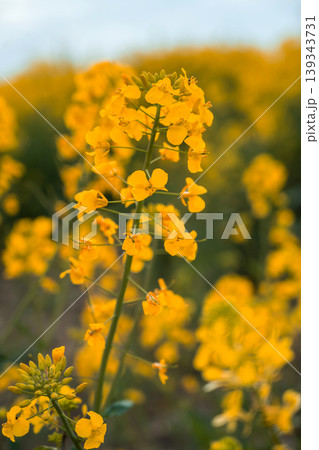 Close up of yellow rapeseed flowers blooming in agricultural field at sunset, spring nature background for farming, ecology and sustainable agriculture concepts Close up of yellow rapeseed flowers blooming in agricultural field at sunset, spring nature background for farming, ecology and sustainable agriculture concepts 139343731