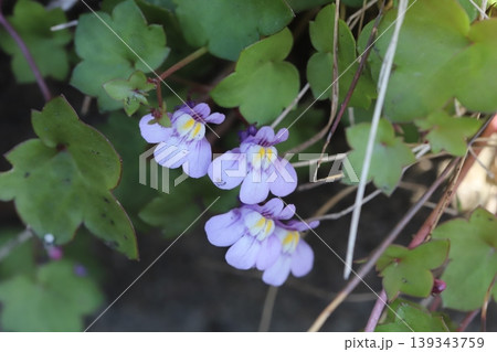 春の道端に咲く薄紫色に白や黄色味が混ざったツタバウンランの小さな花 春の道端に咲く薄紫色に白や黄色味が混ざったツタバウンランの小さな花 139343759