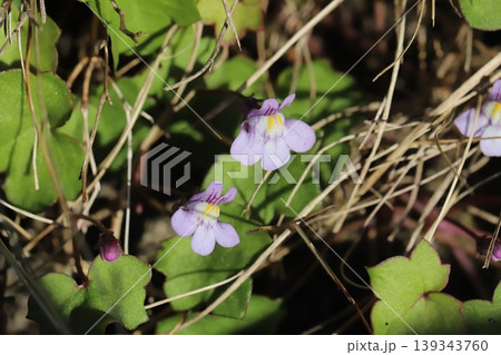 春の道端に咲く薄紫色に白や黄色味が混ざったツタバウンランの小さな花 139343760