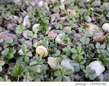 A small snail against a background of stones and green shoots of grass A small snail against a background of stones and green shoots of grass 139343766