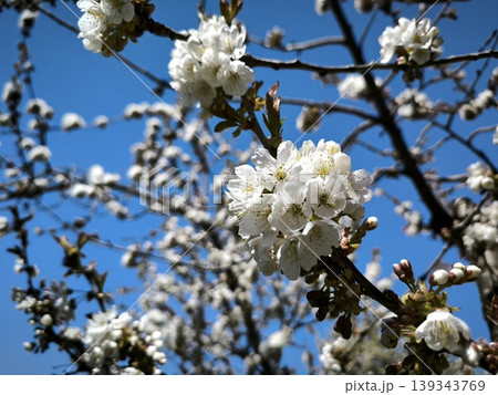 Cherry blossoms in spring under a clear sky Cherry blossoms in spring under a clear sky 139343769