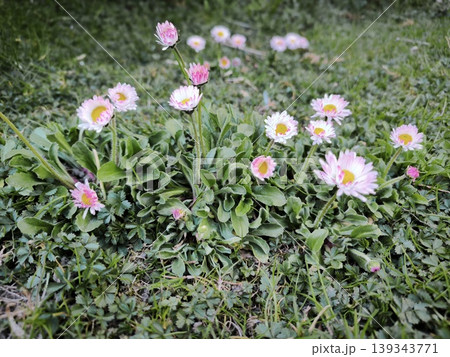 Delicate daisies among lush green grass Delicate daisies among lush green grass 139343771