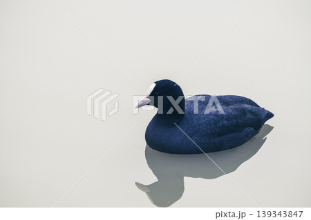 Eurasian Coot bird black duck swimming in a lake, December 2025, U.K. Eurasian Coot bird black duck swimming in a lake, December 2025, U.K. 139343847