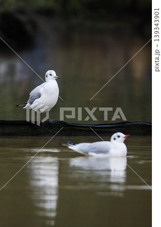 Close up of a black headed gulls in winter lake in UK in December 2025 139343901
