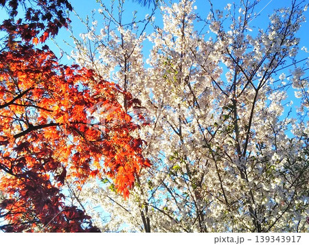 桜と紅葉 桜と紅葉 139343917