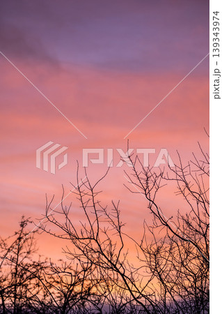 Winter background. Tree branches against pink winter sky at sunset. 139343974