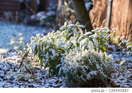 First snow. Abstract winter background, thyme bushes covered in fresh snow First snow. Abstract winter background, thyme bushes covered in fresh snow 139343987