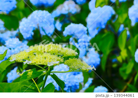 白い額紫陽花と清々しいブルーの紫陽花 白い額紫陽花と清々しいブルーの紫陽花 139344061