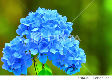ハート形のような清々しいブルーの紫陽花 139344062
