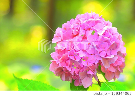 美しいピンクの紫陽花 139344063