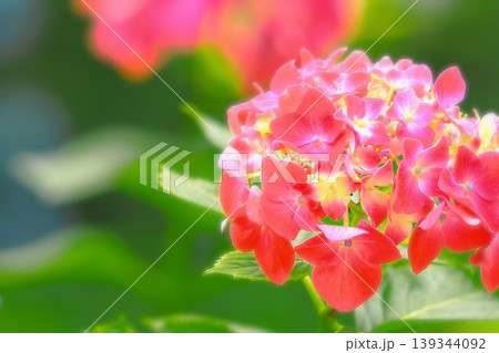 鮮やかな赤い紫陽花の花 鮮やかな赤い紫陽花の花 139344092