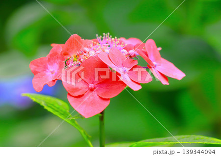 鮮やかな赤色の美しい額紫陽花 鮮やかな赤色の美しい額紫陽花 139344094
