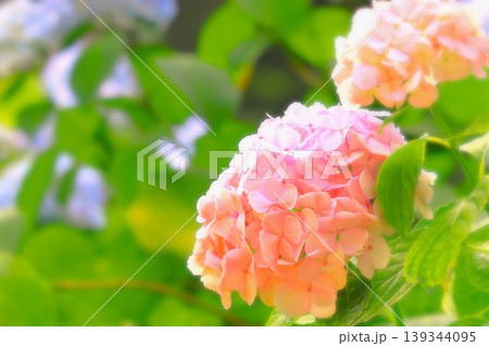 ふんわりと柔らかい感じの淡いピンクの紫陽花 ふんわりと柔らかい感じの淡いピンクの紫陽花 139344095