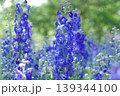 満開のデルフィニウムの花畑 139344100