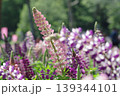 満開のルピナスの花たち 139344101
