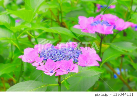 ふんわりと優しいピンクに囲まれた涼しげな青色の額紫陽花 139344111