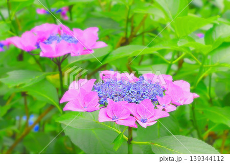 ふんわりと優しいピンクに囲まれた涼しげな青色の額紫陽花 ふんわりと優しいピンクに囲まれた涼しげな青色の額紫陽花 139344112
