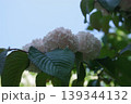白いオオデマリ 139344132